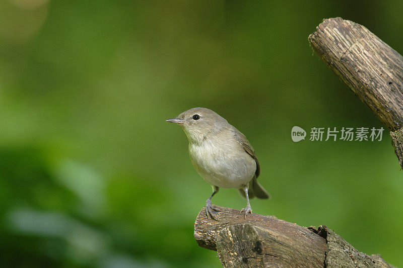 毛糠(Phylloscopus collybita)